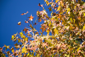 A beautiful autumn background with falling leaves.