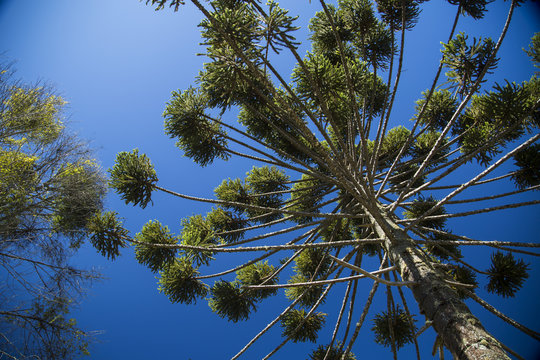 Closeup of upper part of Araucaria angustifolia ( Brazilian pine