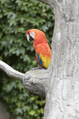 ara macaw parrot on its perch