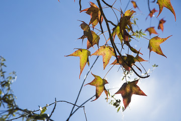 A beautiful autumn background with falling leaves.