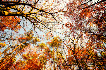 Glück, Freude, Blick nach oben: Bunter Baum im Herbst :)