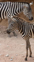 Fototapeta na wymiar zebra in the jungle