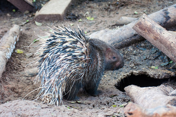 The Hedgehog hairs are long pointed to food.