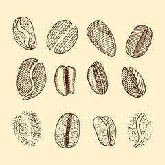 sketch of coffee beans. vector drawing