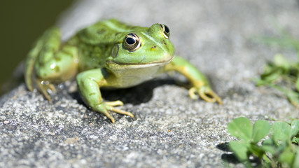 Frosch