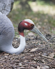 antigone crane bird