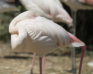 pink flamingo in the farm