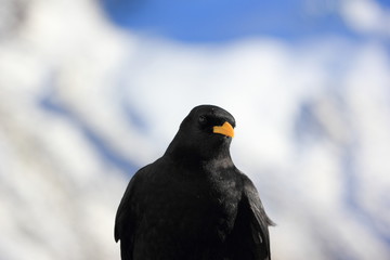 Alpine chough or yellow-billed chough. Gornergrat, the Alps, Switzerland.