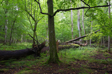 Old hornbeam tree in summertime stand