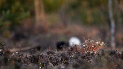 Blooming letherleaf at Black Grouses courtship display place