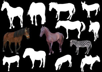 Fototapeta premium horses isolated on black collection