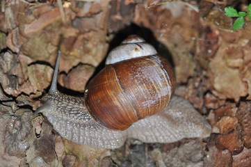 Snail crawling on its tree. Big snail on the trunk of old tree. Roman snail, edible snail, Helix pomatia.