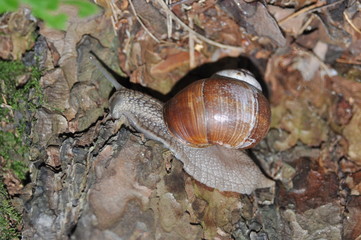 Snail crawling on its tree. Big snail on the trunk of old tree. Roman snail, edible snail, Helix pomatia.