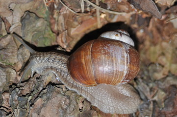 Snail crawling on its tree. Big snail on the trunk of old tree. Roman snail, edible snail, Helix pomatia.