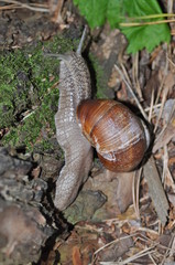 Snail crawling on its tree. Big snail on the trunk of old tree. Roman snail, edible snail, Helix pomatia.