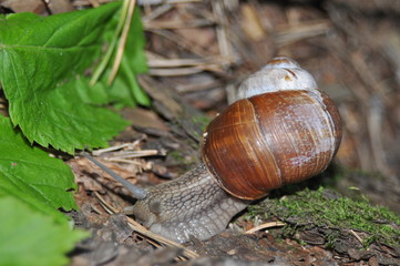 Snail crawling on its tree. Big snail on the trunk of old tree. Roman snail, edible snail, Helix pomatia.