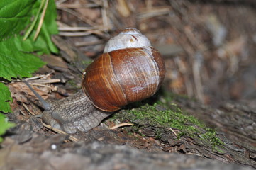 Snail crawling on its tree. Big snail on the trunk of old tree. Roman snail, edible snail, Helix pomatia.