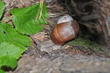 Snail crawling on its tree. Big snail on the trunk of old tree. Roman snail, edible snail, Helix pomatia.