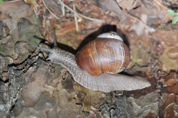 Snail crawling on its tree. Big snail on the trunk of old tree. Roman snail, edible snail, Helix pomatia.