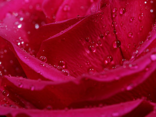 Close up of red rose petals with water droplets.