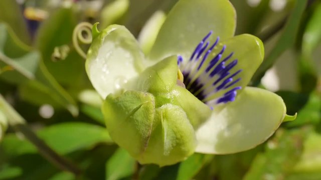Passionsblumenbl&uuml;te &ouml;ffnet sich in Zeitraffer, Passiflora caerulea