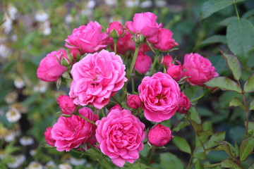 Beautiful pink rose in a garden