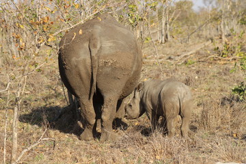 Naklejka premium A baby rhino standing next to its mother in the dry grass at Kruger National Park in South Africa