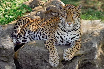 Meubelstickers Jaguar © Ronnie Howard