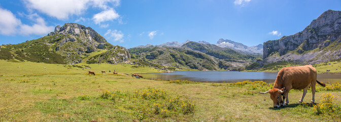 Kuh im Parque Nacional de los Picos de Europa (Picos d’Europa) Asturies (Asturien, Asturias)...