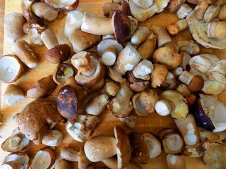 Oak mushroom (boletus reticulatus) on wooden table