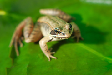 brown wood frog on green leaf in a pond
