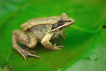 brown wood frog on a waterlily in a pond in nature
