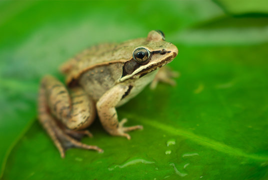 brown wood frog on green waterlily leaf in a pond
