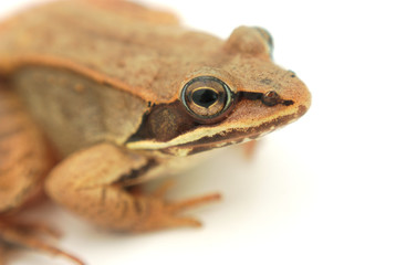 frog portrait in studio, white background
