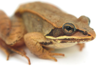 brown frog on white background, wood frog studio closeup
