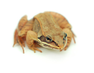 brown frog on white background

