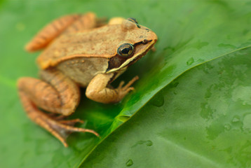 brown wood frog in a pond
