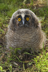 Baby long ered owl Asio otus resting