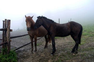 Fototapeta na wymiar horses in a foggy morning at the meadow