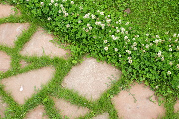 path in the garden
