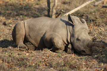 A sleeping baby rhino in Kruger National Park in South Africa in a full body shot