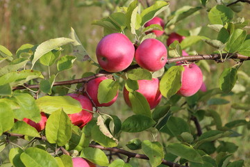 Ripe apples on the tree