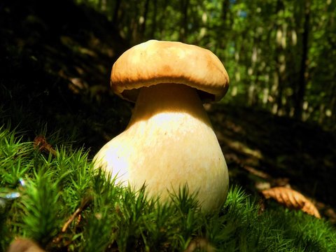 Oak mushroom (boletus reticulatus) in deciduous forest