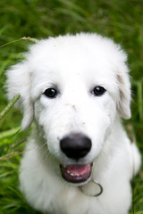 Cute white maremma puppy dog