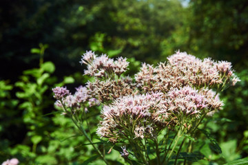 White flowers on the bushes in a forest meadow in Poland.