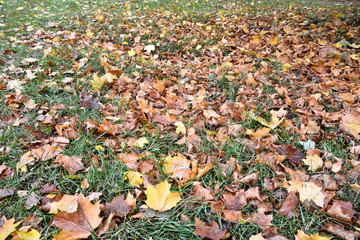 Fallen leaves on the grass in autumn Park.