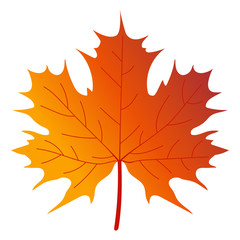 Maple tree leaf