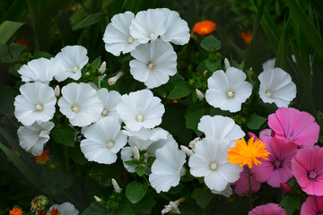 Beautiful Hollyhock flowers