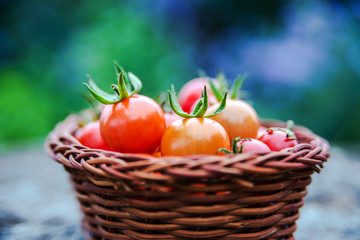 Cherry tomatoes in a small basket on an old wooden surface with copyspace