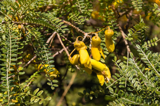 closeup of yellow kowhai tree flowers and leaves
